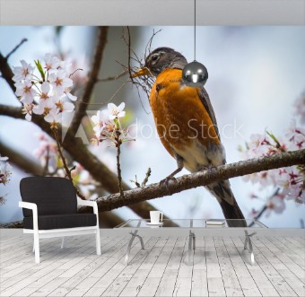 Picture of Robin with twigs for the nest and cherry blossoms